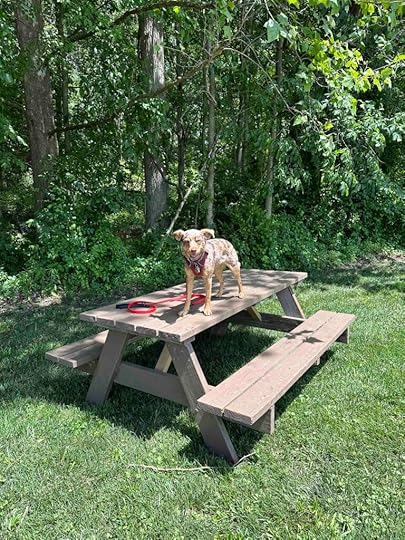 Sunny ready to picnic
