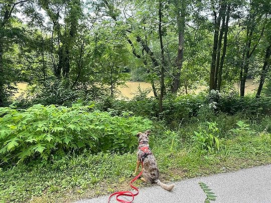 Sunny looking at the Wabash River through the trees