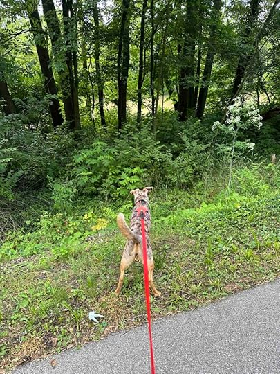 Sunny looking for the Wabash River