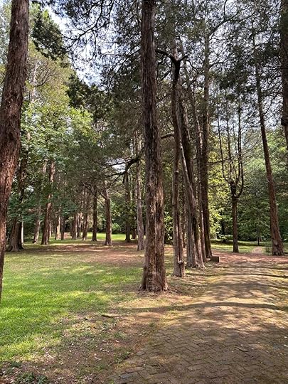 Cedars