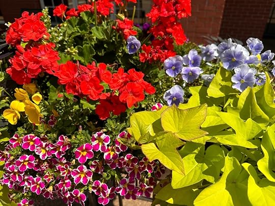 Flowers in the Square in Oxford