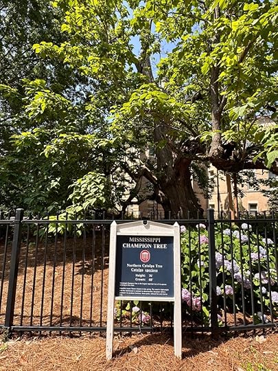 Northern Catalpa Tree on the University of Mississippi campus