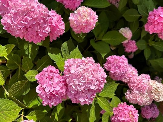 Pink hydrangeas at Elvis's birthplace