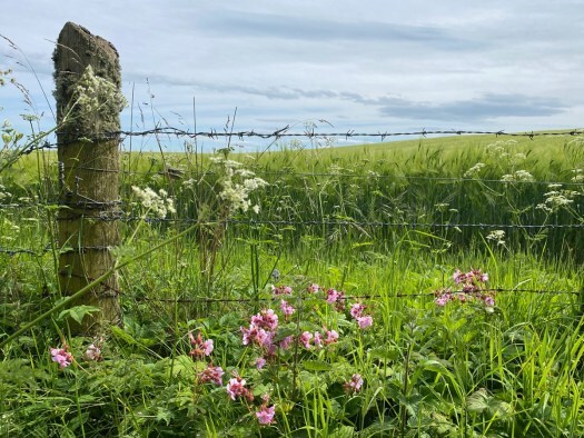 pink flowers by the field