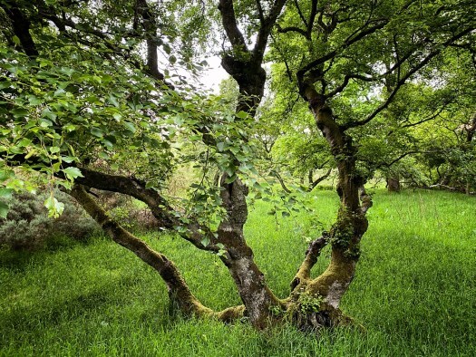 gnarley tree by the field