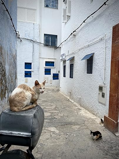 The cats of the Hammamet Medina, Tunisia