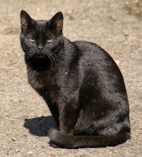 Panzer says, Moderate a panel? Okay. How to worship a cat.