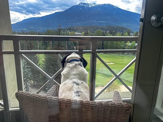 westin whistler review - dog spying