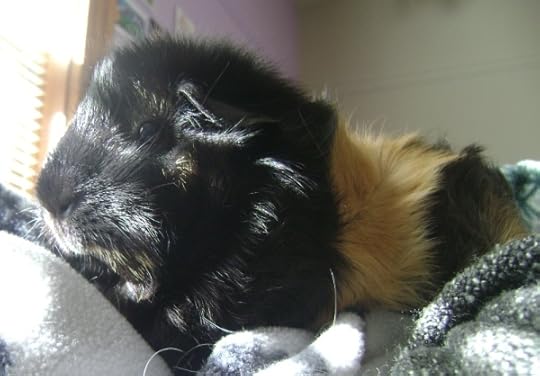 Rachel E Smith guinea pig Hen Wen
