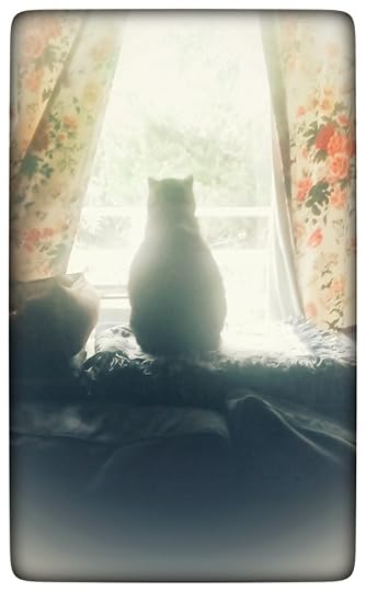 Cat looking out a window.