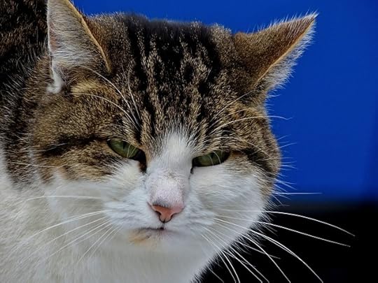 Close up of a calico cat's face with a grmpy expression