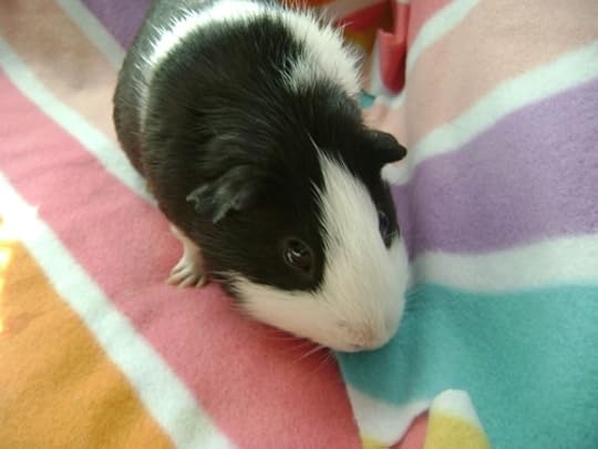 Rachel E Smith guinea pig Thorfy 