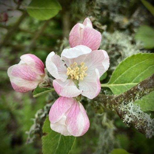 simple things: apple blossom