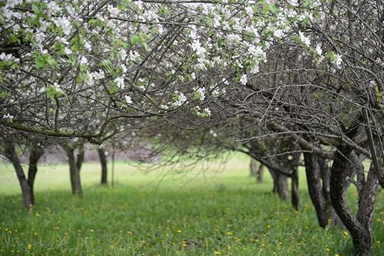 Trees at Voskamp farm