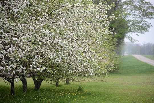 Flowers on the farm