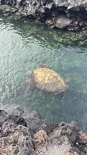 Turtle