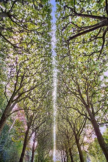 Tree Line © Harold Davis
