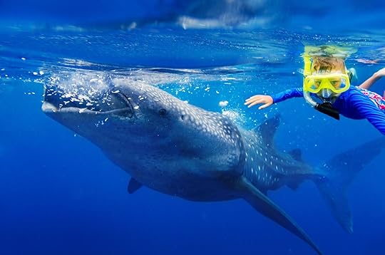 2024 shark attacks - nice whale shark