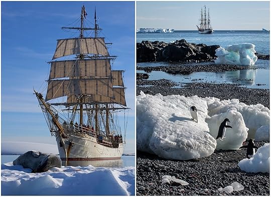 Antarctica wildlife