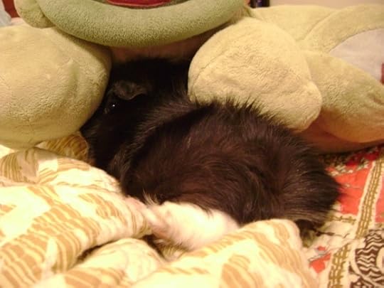 Rachel E Smith guinea pig Thaddeus