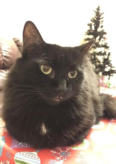A picture of a black cat sitting in front of a Christmas Tree. The cat's name is Anastacia.
