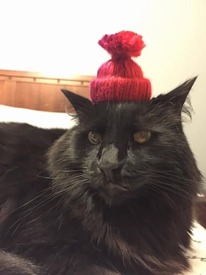 A picture of a black cat wearing a small knitted beanie. The name of the cat is Bagheera.