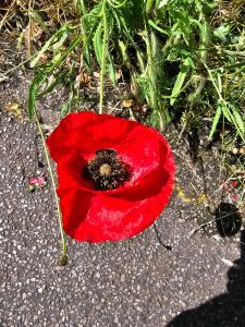 Picture of a poppy looking down from above with tarmac behind.