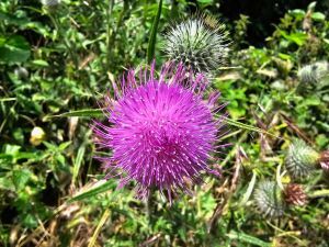 Close up of a purple thistle flower with green foliage behind.