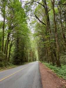 quiet treelined road