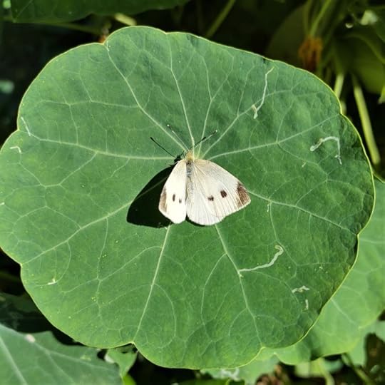 Imported Cabbage Butterfly
