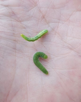 Cabbage Looper at the top and Imported Cabbage Moth at the bottom