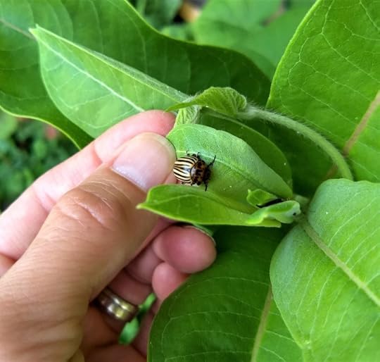 Potato bug beelte and larvae