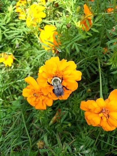 Bumblebee on Marigold