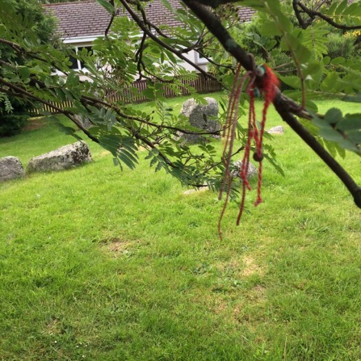 ribbons tied to a tree by the stone circle