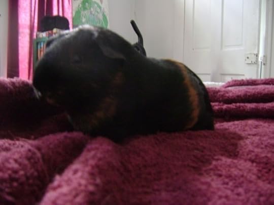 Rachel E Smith guinea pig Duncan
