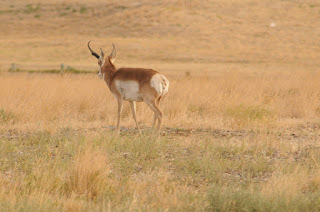 pronghorn