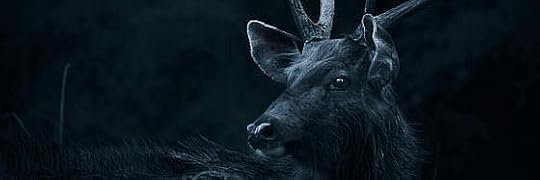 Recensione di Bambi. Storia di una vita nel bosco di Felix Salten