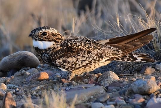 A roosing Common Nighthawk