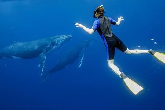 Exclusive discount, Whale Swims Tonga, 28 Aug – 5 Sep