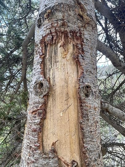 This image has an empty alt attribute; its file name is img_8447-1.jpeg