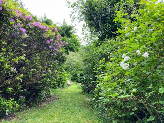overcast days in the garden