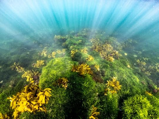 Habitat at Ricketts Point and winter regrowth