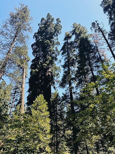 Let It Be Sunday, 471!