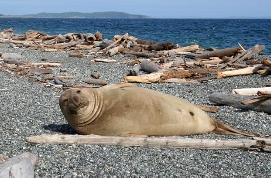 An elephant seal on the beach at San Juan Island National Historical Park. (NPS/TNS)