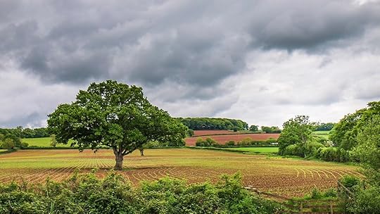 A field and trees in summer