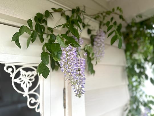 Wisteriadrapscreendoor