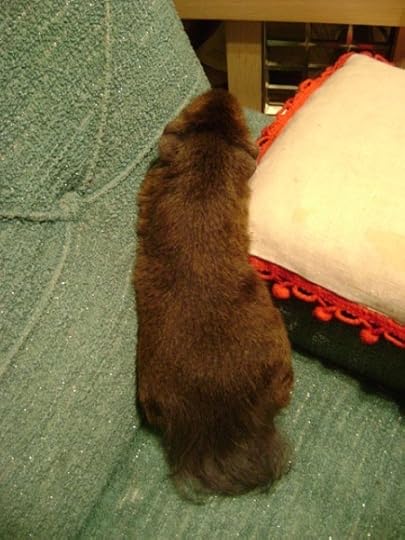 Rachel E Smith guinea pig Pammy