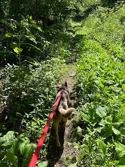overgrown section of the trail