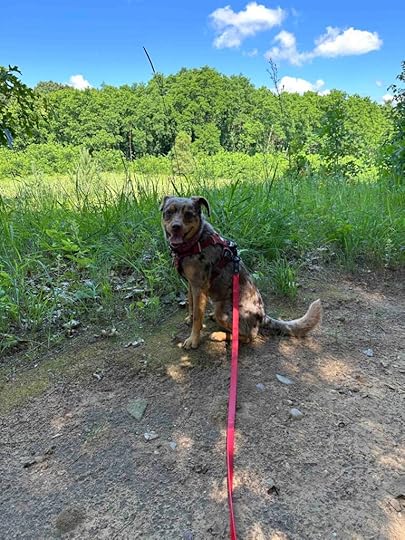 pond at MacCready Nature Reserve on the red trail