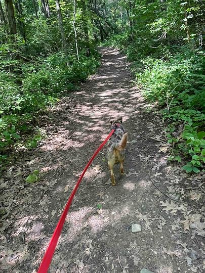 Sunny on the trail at MacCready Nature Reserve